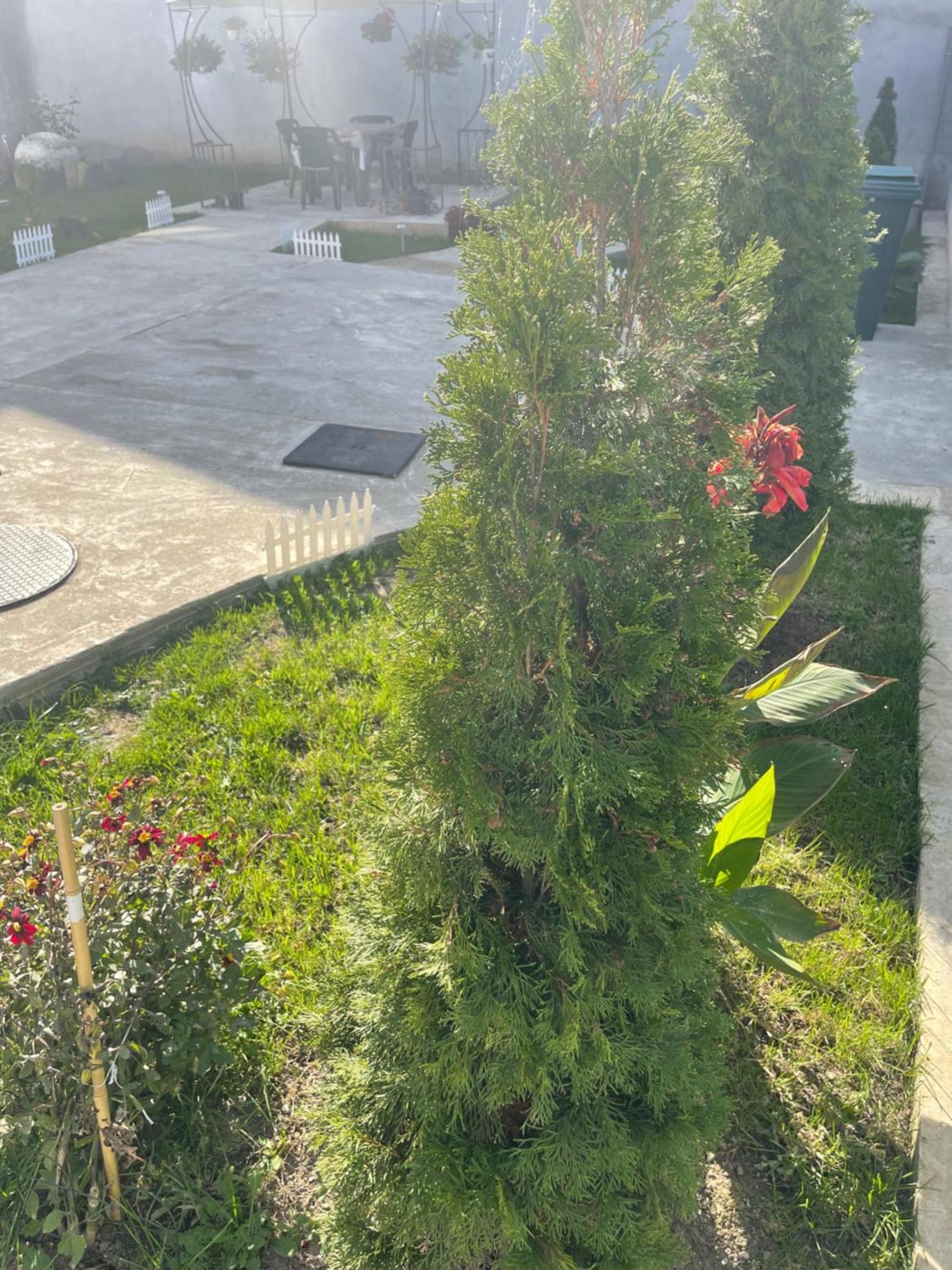 Casa Roa Hotel Slănic Buitenkant foto